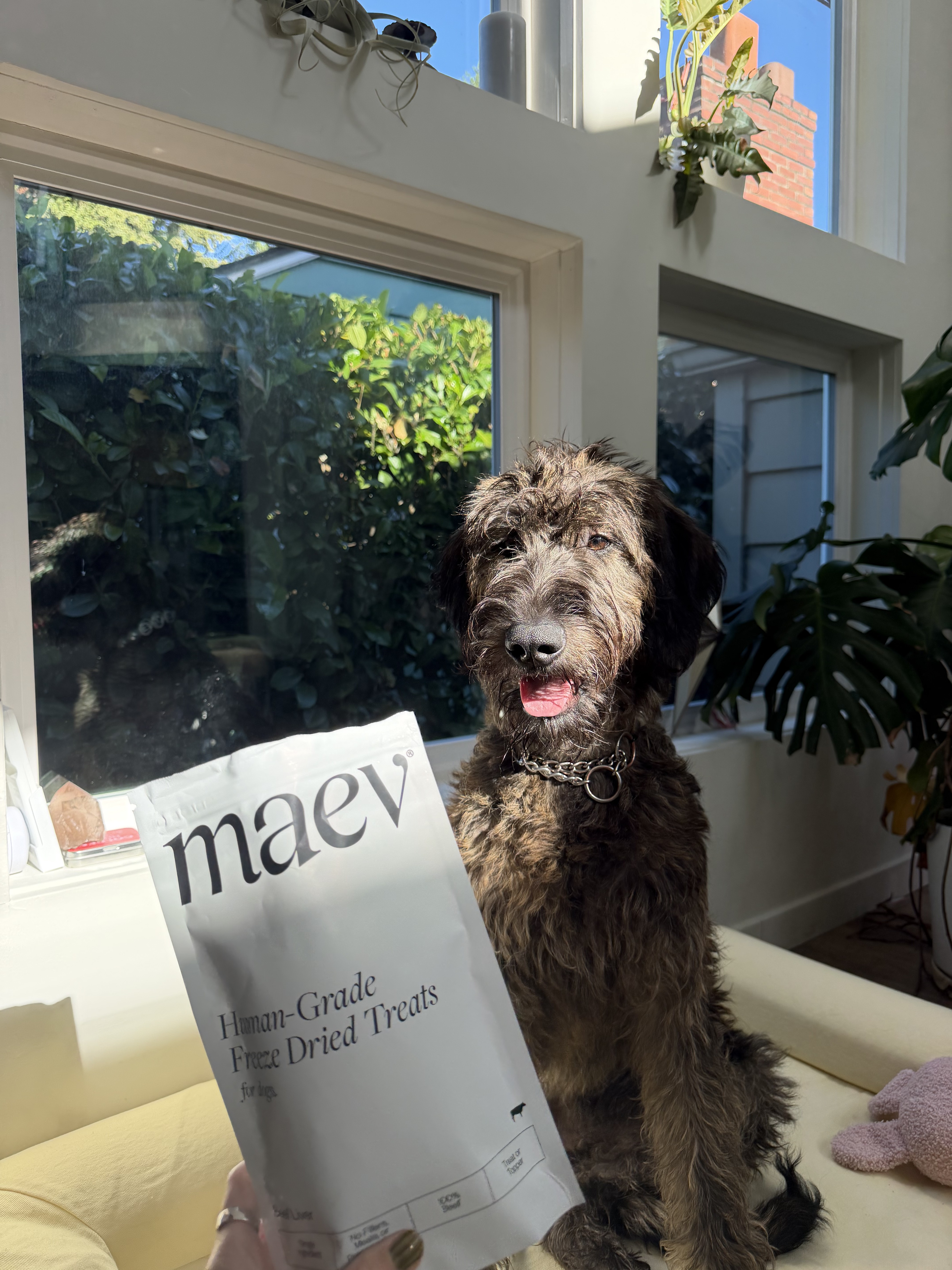 Maev treats